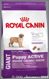 Роял Канин для щенков очень крупных пород от 2 до 8 месяцев с высокими энергетическими потребностями (Royal Canin Giant Puppy Active), уп. 15 кг